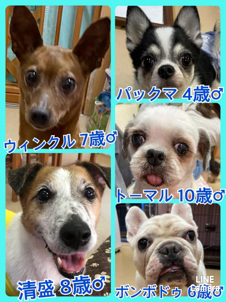 🐾今日の里親様募集中ワンコ🐶メンバーです🐾2021,6,20